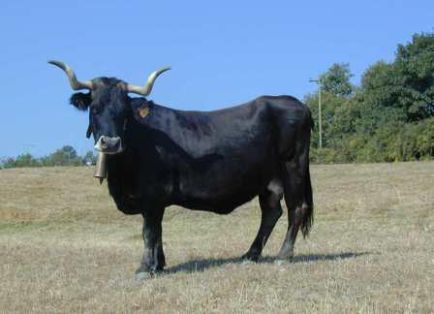 Autor: CALDEGA.JRJF; <br/>Año: 2000; <br/>Sexo: Hembra