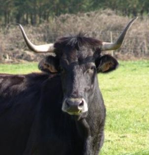 Autor: CALDEGA.JRJF;<br/>Año: 2006;<br/>Sexo: Hembra