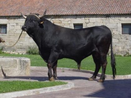 Autor: Centro Fontefiz.MFR; <br/>Año: 2007; <br/>Sexo: Macho