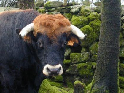 Autor: FRIEIREGA.JJLL; <br/>Año: 2004;<br/>Sexo: Macho