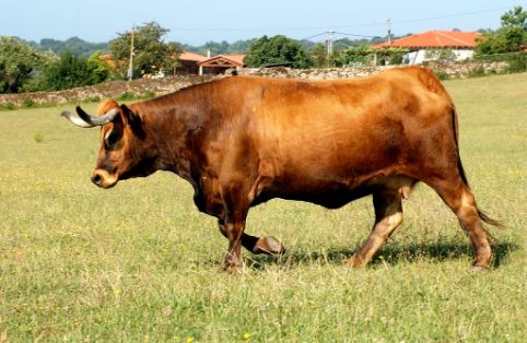 Imagen de Frieiresa (hembra), fuente MAGRAMA.