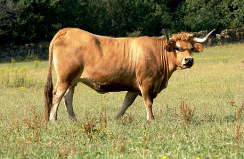 Imagen de Frieiresa (hembra), fuente MAGRAMA.