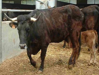 Autor: Francisco Abril; <br/>Año: 2007; <br/>Sexo: Hembra;<br/>Comentario: Ejemplares llevados al CENSyRA (actualATPSyRA) de Zaragoza para su...