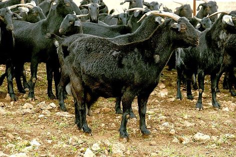 Imagen Negra Serrana (rebaño), fuente MAGRAMA.