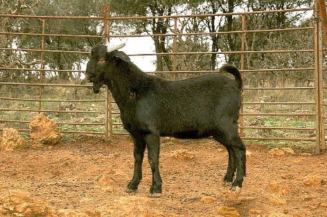Imagen Negra Serrana (macho joven), fuente MAGRAMA.