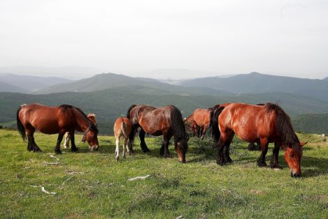 Autor: Instituto Navarro de Tecnologías e Infraestructuras Agroalimentarias (INTIA).<br/>Año: 2007.<br/>Rebaño en su medio natural. <br/>Imagen...