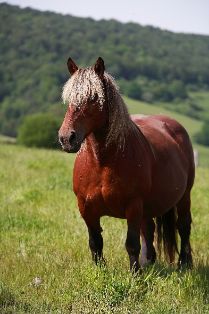 Autor: Javier Iriarte Lusarreta.<br/>Año:2007.<br/>Sexo: Hembra.<br/>Imagen facilitada por la ASOCIACION DE CRIADORES DE GANADO EQUINO BURGUETE DE...