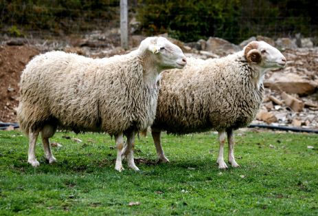 Autor: Asociación de Criadores de Ovino Ansotano (ACOAN). <br/>Sexo: Machos.