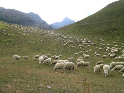 Autor: Asociación de Criadores de Ovino Ansotano (ACOAN). <br/>Rebaño en su medio natural.
