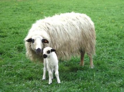 Autor: INGE VAZQUEZ; <br/>Año: 2009; <br/>Sexo: Hembra; <br/>Comentario: Hembra de Raza Churra Tensina con su cordero en Panticosa (Valle de...