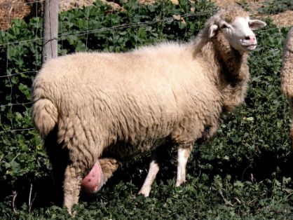 Autor: José Alfredo Castro Mateos.<br/>Año:2011.<br/>Sexo: hembra.<br/>Imagen facilitada por la ASOCIACIÓN DE CRIADORES DE LA RAZA OVINA MERINA DE...
