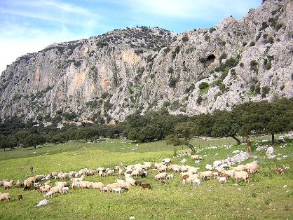 Autor: José Alfredo Castro Mateos.<br/>Año:2011.<br/>Rebañoen su medio natural.<br/>Imagen facilitada por la ASOCIACIÓN DE CRIADORES DE LA RAZA...