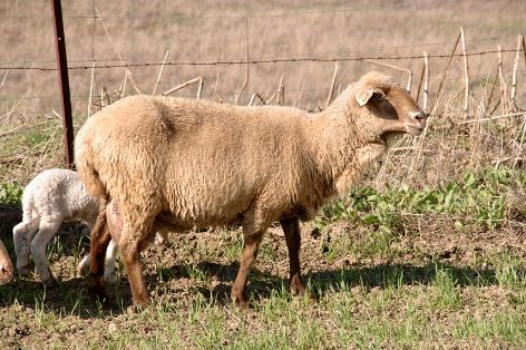 Imagen de Merina de Grazalema (hembra con cría), fuente MAGRAMA.