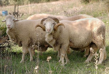 Imagen de Merina de Grazalema (pareja), fuente MAGRAMA.