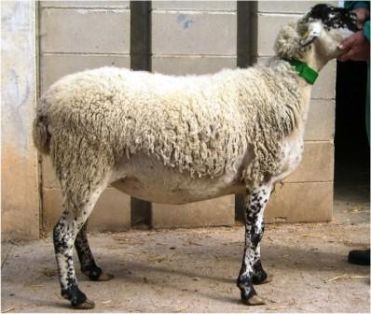 Autor: Asociación Nacional de Criadores de Ovino de Raza Ripollesa (ANCRI); <br/>Año: 2009; <br/>Sexo: Hembra; <br/>Comentario: Hembra mostrando...