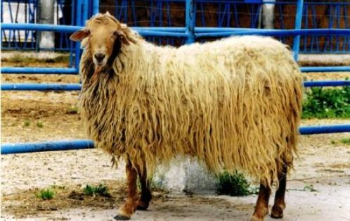 Sexo: Hembra;<br/>Comentario: Fotografía facilitada por FEAGAS