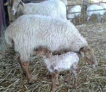 Imagen facilitada por la ASOCIACIÓN DE CRIADORES DE GANADO OVINO DE LA RAZA RUBIA DEL MOLAR.<br/>Sexo: Hembra con cría.