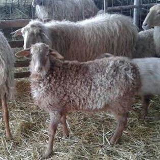 Imagen facilitada por la ASOCIACIÓN DE CRIADORES DE GANADO OVINO DE LA RAZA RUBIA DEL MOLAR.<br/>Cría