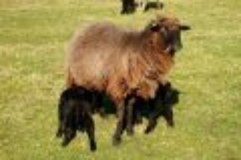 Imagen facilitada por la  ASOCIACIÓN DE CRIADORES D'OVEYA XALDA (ACOXA).<br/>Sexo: Hembra con dos crías.