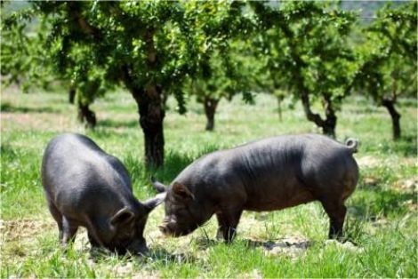 Comentario: Fotografía facillitada por FEAGAS