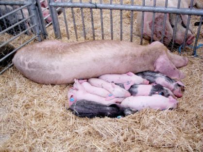 Autor: Juan Menéndez Fernández.<br/>Año: 2010.<br/>Sexo: hembra con crías.<br/>Imagen facilitada por la ASOCIACIÓN DE CRIADORES DE GOCHU ASTURCELTA (ACGA).