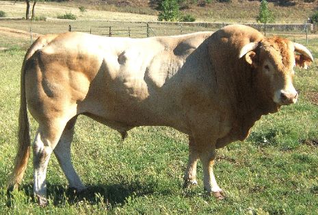 Autor: CONFEDERACIÓN NACIONAL DE CRIADORES DE GANADO BOVINO SELECTO DE LA RAZA BLONDE DE AQUITANIA (CONABA). <br/>Fecha: 2010. <br/>Sexo:...