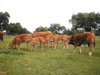 Autor: Irene Muñoz.<br/>Año: 2003.<br/>Sexo: rebaño.<br/>Comentario: lote de terneros en el campo en la ganaderia Hnos Muñoz Carrasco.<br/>Imagen...