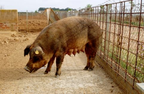 Imagen de Duroc (hembra), fuente MAGRAMA.