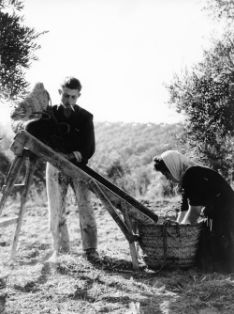 Olivo, recolección. Arjona (Jaén)<br/>Autor: Eufrasio Martínez Valero. 1959