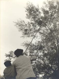 Olivo, recolección2. Arjona (Jaén)<br/>Autor: Eufrasio Martínez Valero. 1959