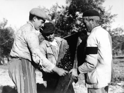 Olivo2. Arjona (Jaén) Autor: Eufrasio Martínez Valero. 1959