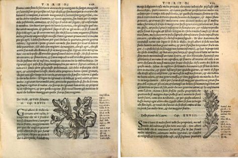 Higo y Laurel. Xilografías de la edición italiana de 1557. Ejemplar de la  Bibliotheque du Palais des arts Ville de Lyon
