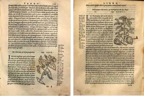 Morera y Nogal. Xilografías de la edición italiana de 1557. Ejemplar de la  Bibliotheque du Palais des arts Ville de Lyon