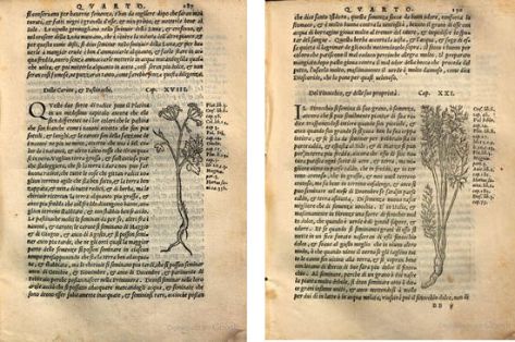 Zanahoria e Hinojo. Xilografías de la edición italiana de 1557. Ejemplar de la  Bibliotheque du Palais des arts Ville de Lyon