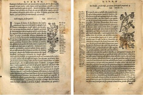 Orégano y Rosal. Xilografías de la edición italiana de 1557. Ejemplar de la  Bibliotheque du Palais des arts Ville de Lyon