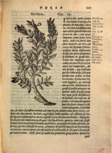 Mirto. Xilografía de la edición italiana de 1568. Ejemplar de la  Bibliotheque du Palais des arts Ville de Lyon