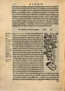 Melocotón. Xilografía de la edición italiana de 1568. Ejemplar de la  Bibliotheque du Palais des arts Ville de Lyon