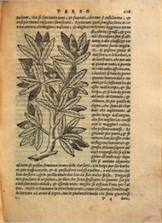Roble. Xilografía de la edición italiana de 1568. Ejemplar de la  Bibliotheque du Palais des arts Ville de Lyon