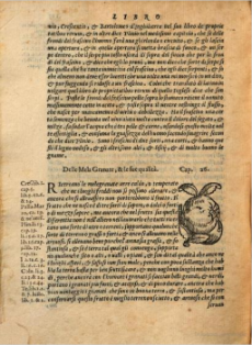 Manzana. Xilografía de la edición italiana de 1568. Ejemplar de la  Bibliotheque du Palais des arts Ville de Lyon