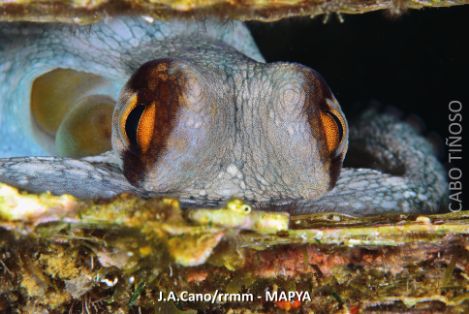 01AFPulpo