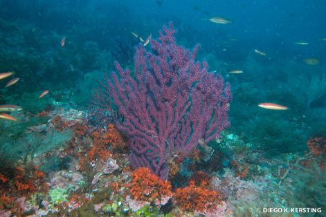 Exponente de la política pesquera del Ministerio de Agricultura, Pesca y Alimentación