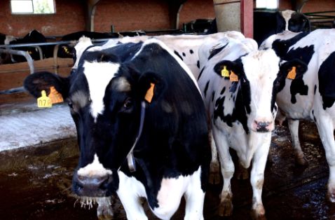 El comité RASVE examina la situación de las enfermedades animales
