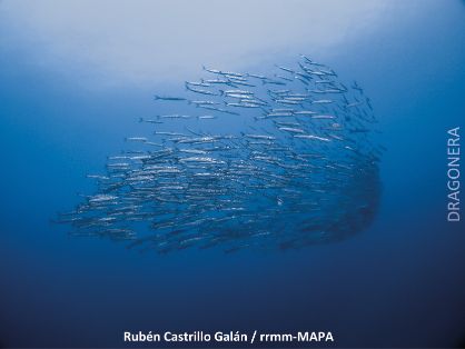 Mediante resolución publicada hoy en el BOE