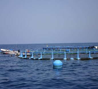 A través del Observatorio Español de Acuicultura (OESA)