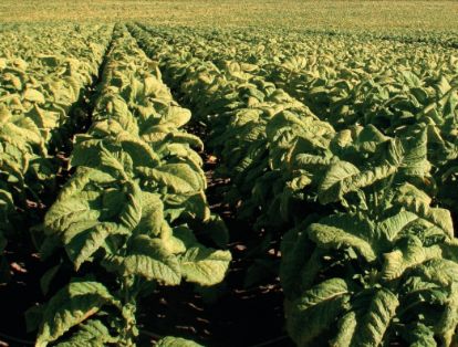 PUBLICADA HOY EN BOE LA ORDEN MINISTERIAL