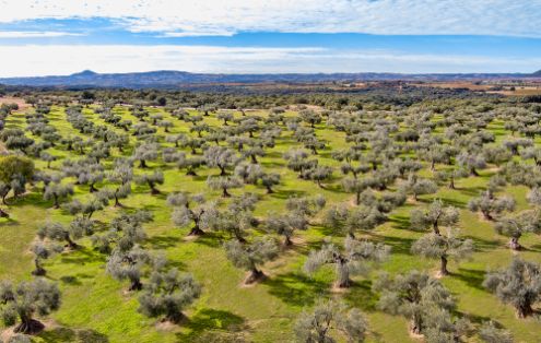 Mediante reglamento publicado hoy en el Diario Oficial de la Unión Europea