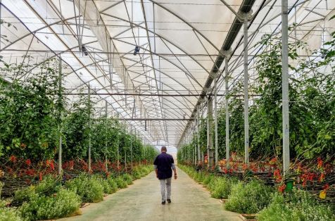 Perfil de usuario y de las operaciones de SAECA 2025