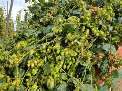 EN UN ACTO DE CERVECEROS DE ESPAÑA, EN VILLANUEVA DEL CARRIZO (LEÓN)