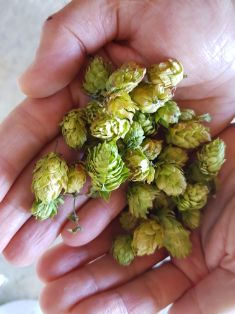 EN UN ACTO DE CERVECEROS DE ESPAÑA, EN VILLANUEVA DEL CARRIZO (LEÓN)