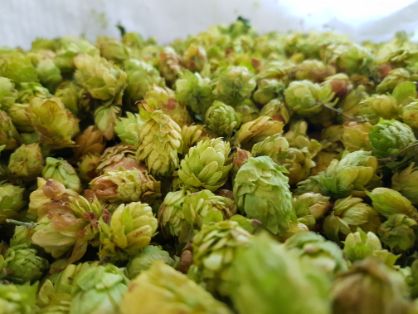 EN UN ACTO DE CERVECEROS DE ESPAÑA, EN VILLANUEVA DEL CARRIZO (LEÓN)